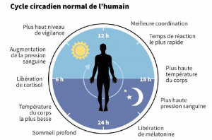 Cycle circadien au fil du corps veuzain-sur-loire
