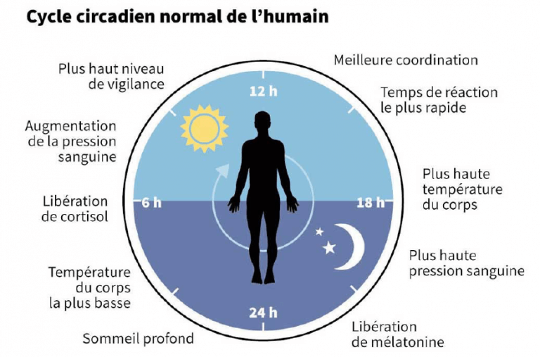 Cycle circadien au fil du corps veuzain-sur-loire